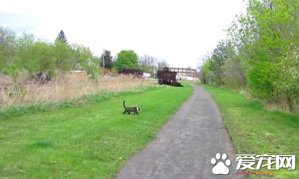 女子出门散步遇到亲人猫 路倒讨摸摸样超萌