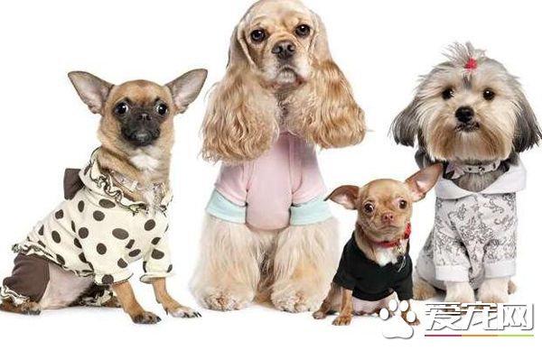 名贵狗狗借给他人配种走失 宠主索赔两万元