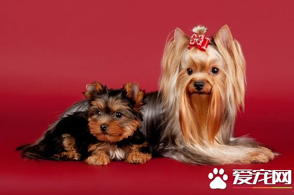 买狗的地方在哪 建议买狗的方法有哪些