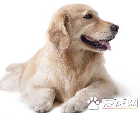 到哪里可以买狗 需要确定自己真的可以饲养狗狗