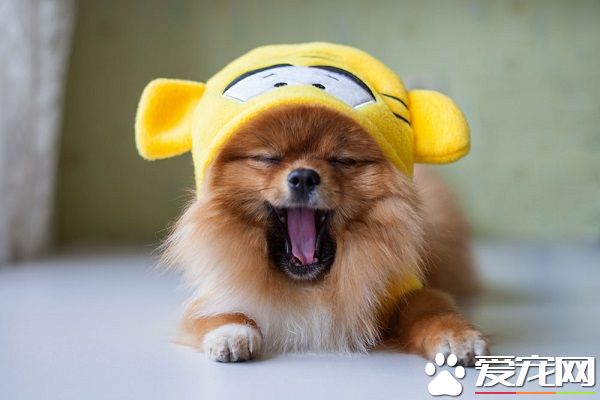 狗狗不怎么吃东西 它不吃食物的原因有哪些