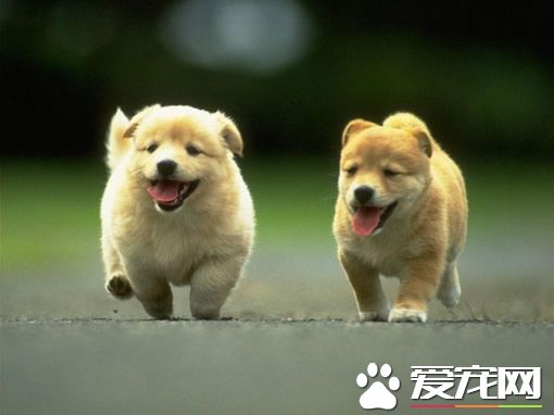 哪个网站卖狗好 买狗防骗的几个常识