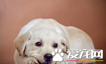 小狗便秘会死吗 狗狗便秘如何治疗​