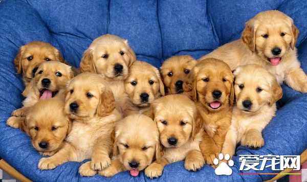 哪里可以买到狗 怎么看狗狗是否健康