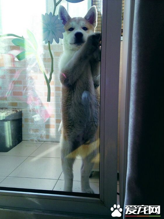 麻烦你，开开门让我进去行吗