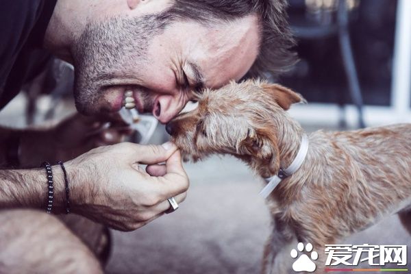 三个好朋友计划去看球赛 结果领养了一只狗狗回家