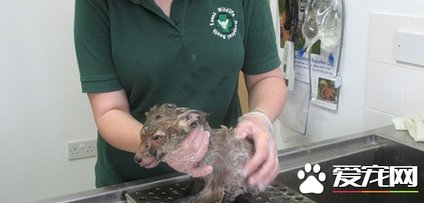 阿姨在工地捡到一坨“水泥” 洗干净后发现竟然不是狗