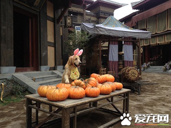 卖南瓜了，新鲜的大南瓜