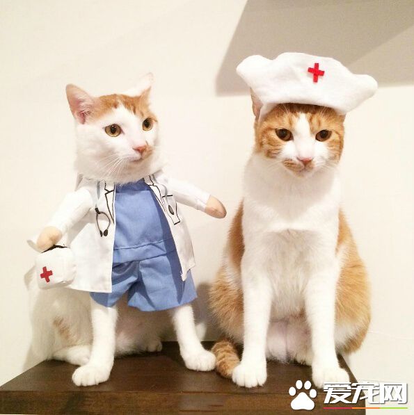 欢迎来到猫咪诊所