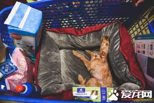 三个好朋友计划去看球赛 结果领养了一只狗狗回家