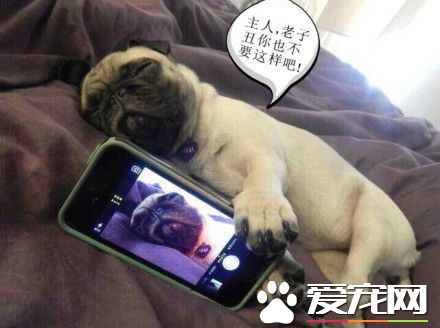 狗狗一脸无辜！