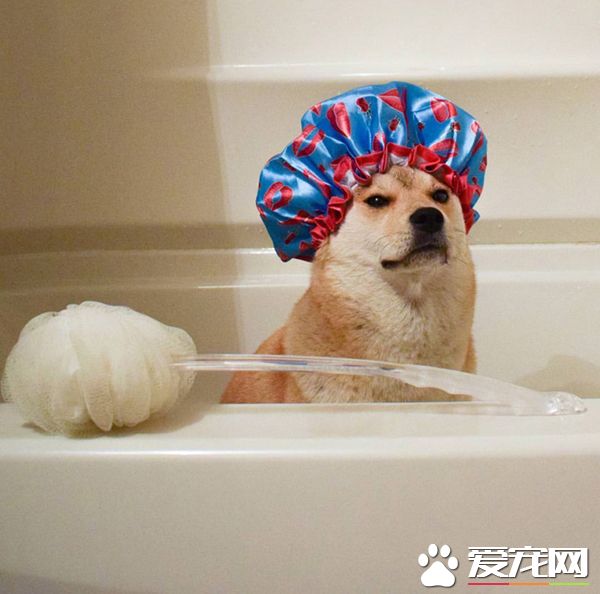 我要洗澡了，你们别偷看哦