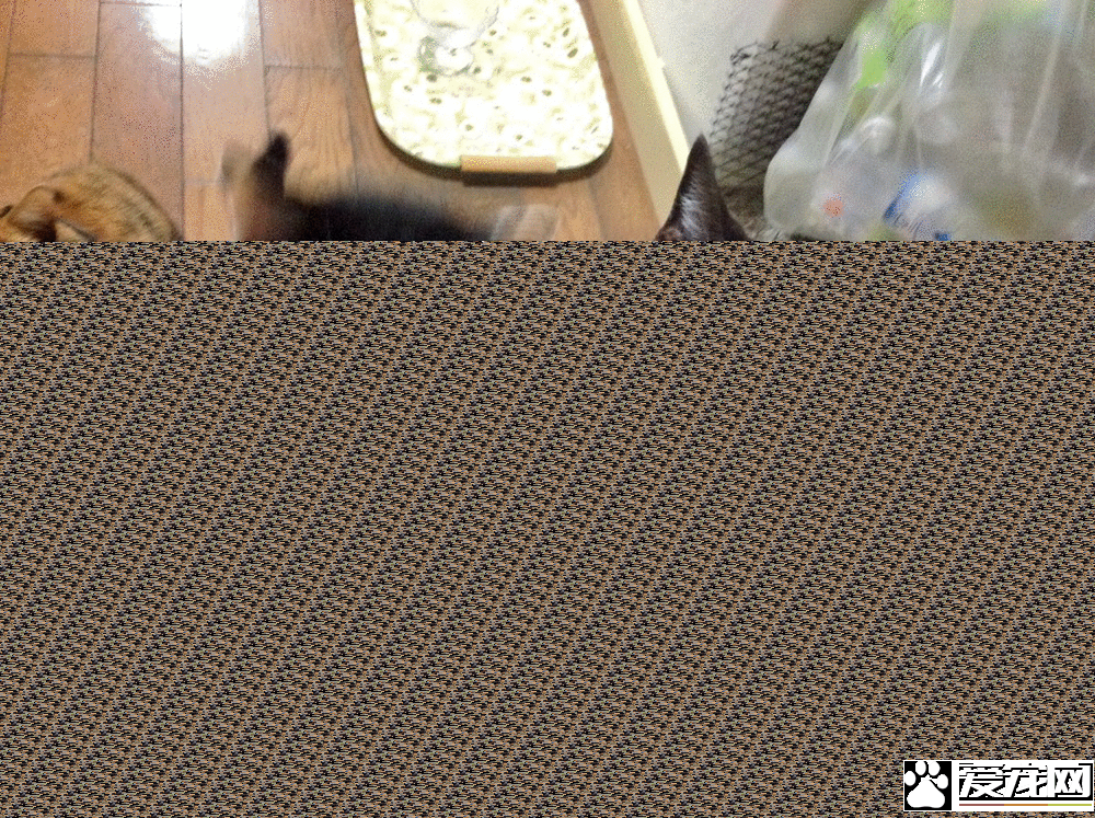 等饭时总被揍 被弟弟霸凌的可怜猫大福