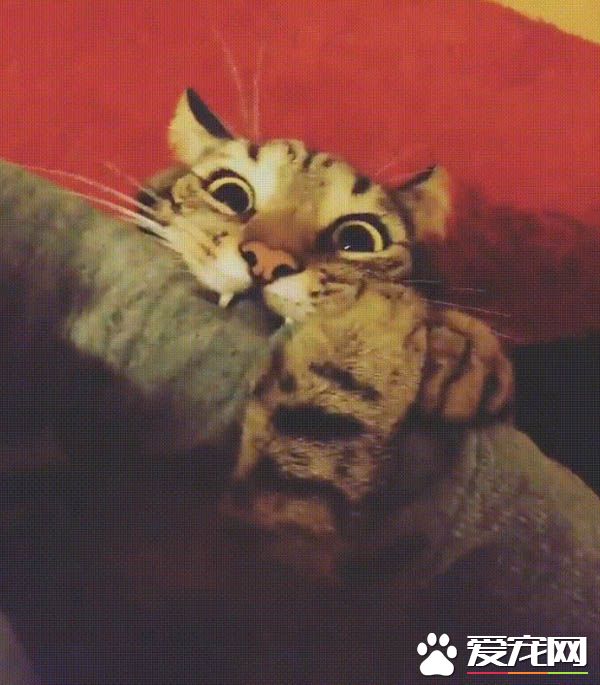 女子播放猫咪放松音乐给主子听 结果一点也不放松啊