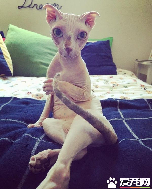 无毛猫咪陪伴失恋女生 帮她走出最痛苦的阶段