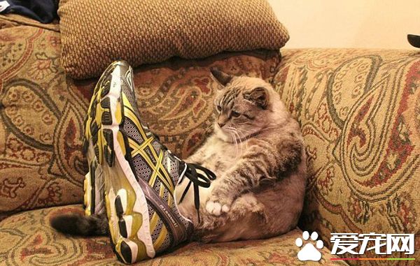 跑鞋在手，天下我有