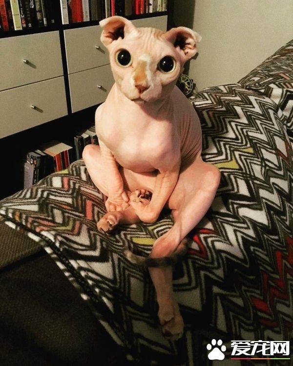 无毛猫咪陪伴失恋女生 帮她走出最痛苦的阶段