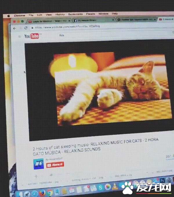 女子播放猫咪放松音乐给主子听 结果一点也不放松啊