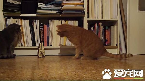 遇到钢琴节拍器的喵星人 身体也跟着打起节拍