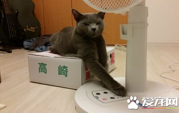 热毙了 敢给朕关掉电风扇试试看