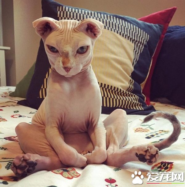 无毛猫咪陪伴失恋女生 帮她走出最痛苦的阶段