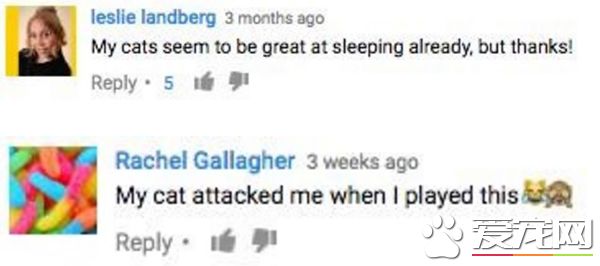 女子播放猫咪放松音乐给主子听 结果一点也不放松啊