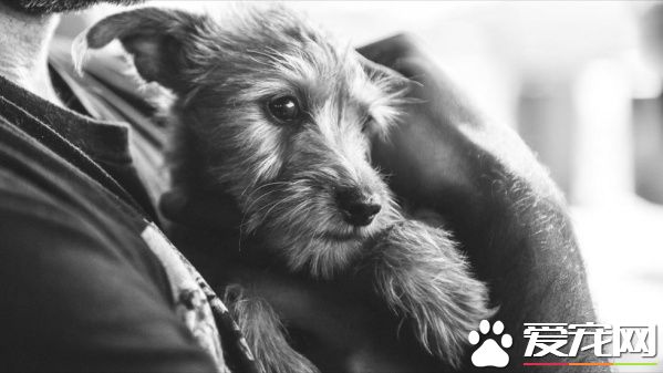 三个好朋友计划去看球赛 结果领养了一只狗狗回家