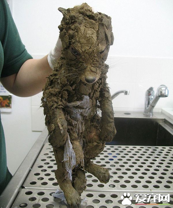 阿姨在工地捡到一坨“水泥” 洗干净后发现竟然不是狗