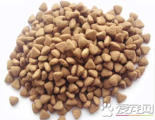 小泰迪多大能吃干狗粮 三个月以后可以逐渐更换