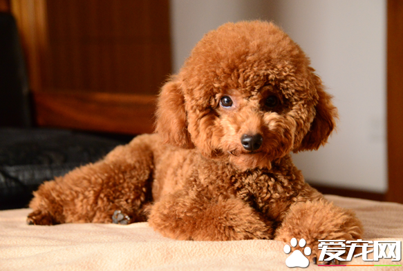 泰迪狗粮排行榜 如何为狗狗挑选适合的狗粮