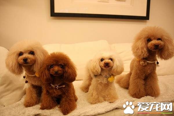 被泰迪狗咬了怎么办 24小时内到医院注射疫苗