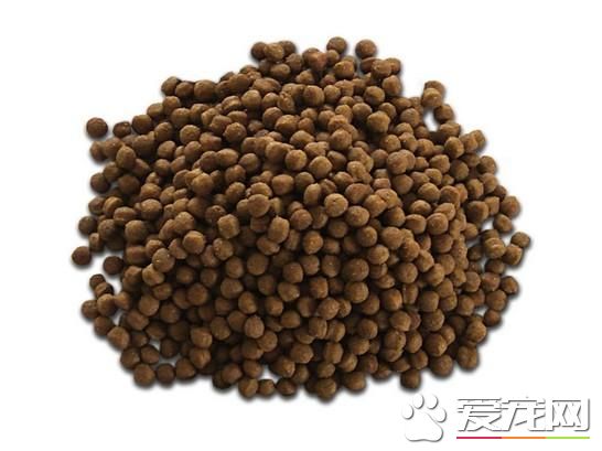 贵宾几个月吃干狗粮 3-6月龄左右的时候