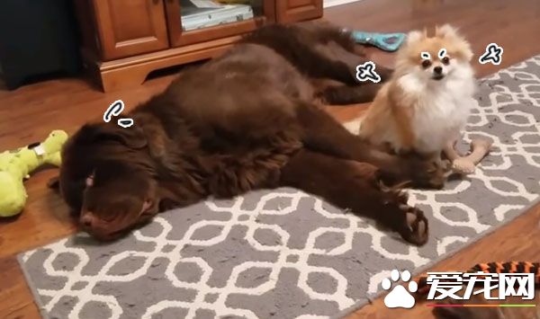 博美心情不好怎么办 大块头纽芬兰不敢惹就立马装死