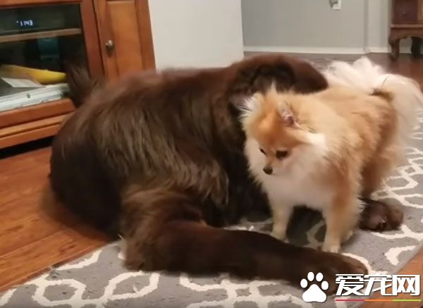 博美心情不好怎么办 大块头纽芬兰不敢惹就立马装死