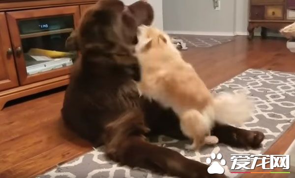 博美心情不好怎么办 大块头纽芬兰不敢惹就立马装死