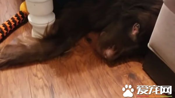 博美心情不好怎么办 大块头纽芬兰不敢惹就立马装死