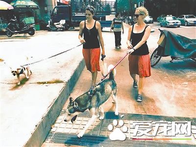 “遛狗”可以上门服务了 一天180元你会选择吗