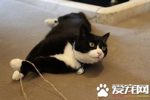 英外交部“御猫”爱“串门”第三度走错门被抓