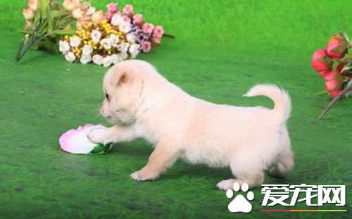 怎样训练工作犬 工作犬的基础科目训练