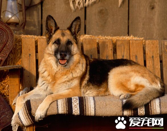 狗可以吃粥吗 可以适当喂狗狗吃粥