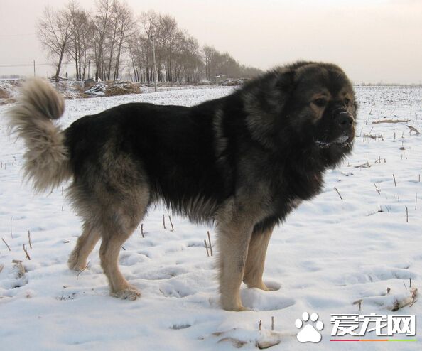 狗怎么吃驱虫药 狗什么时候可以吃驱虫药