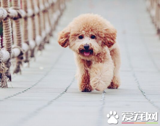 狗可以吃盐吗 需要我们控制好食用的量