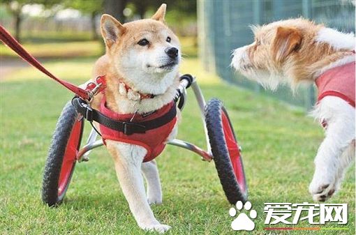 失去双肢不放弃 柴犬靠轮椅继续奔跑