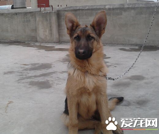 狗得了肠炎吃什么药 狗狗肠炎治疗方法