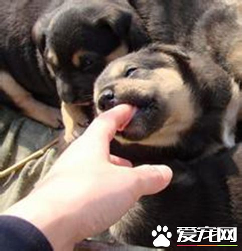 茶农疑有伤遭狗舔 染狂犬病50天后死亡