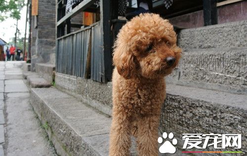 犬疱疹病毒感染 对高温的抵抗力较弱