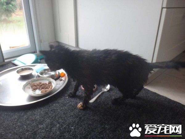 女子对动物毛严重过敏 却对这只玳瑁猫免疫