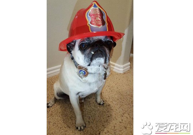 巴哥犬发现插座起火 朝门后插座猛吠救全家