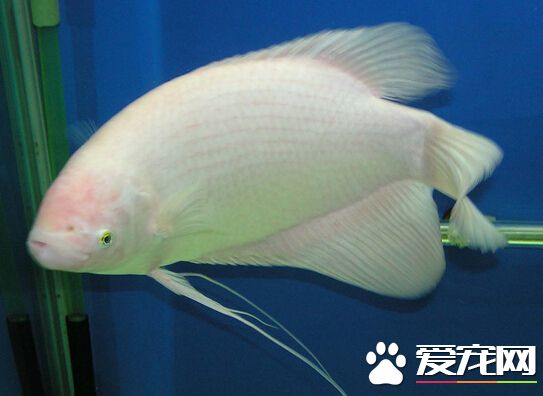 招财鱼烂尾巴怎么办 主要是由水质引起