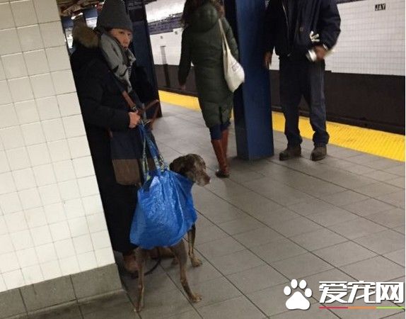 会移动的塑胶袋 主人袋狗偷渡搭纽约地铁